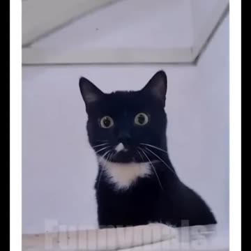 New viral animal funny video