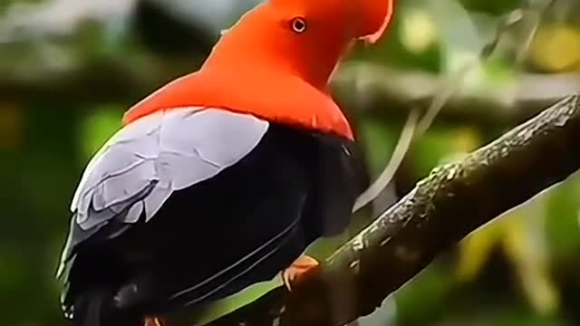 The first bird