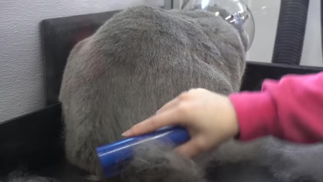 The BEST de-shedding brush Must have for pet owners!