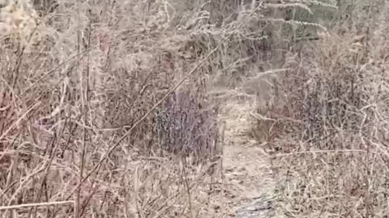 DOG WALK