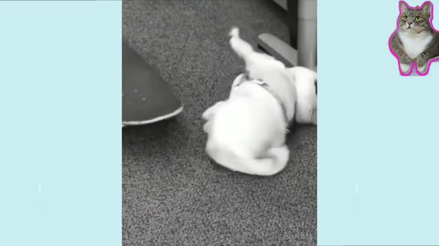 Funniest 🐶 Dogs and 😻 Cats - Awesome Funny Pet Animals Videos 😇