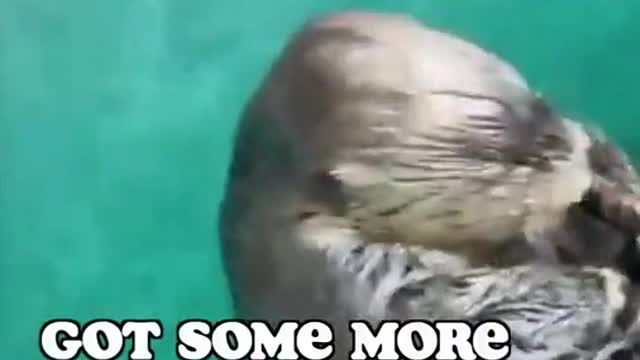 Inspector Otter inspects Ice 🧊