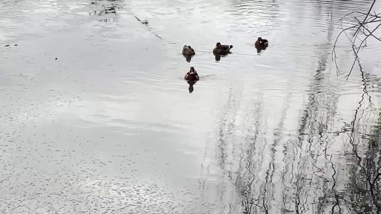 Wood ducks