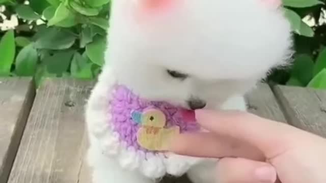 Cute and Funniest Dog Video