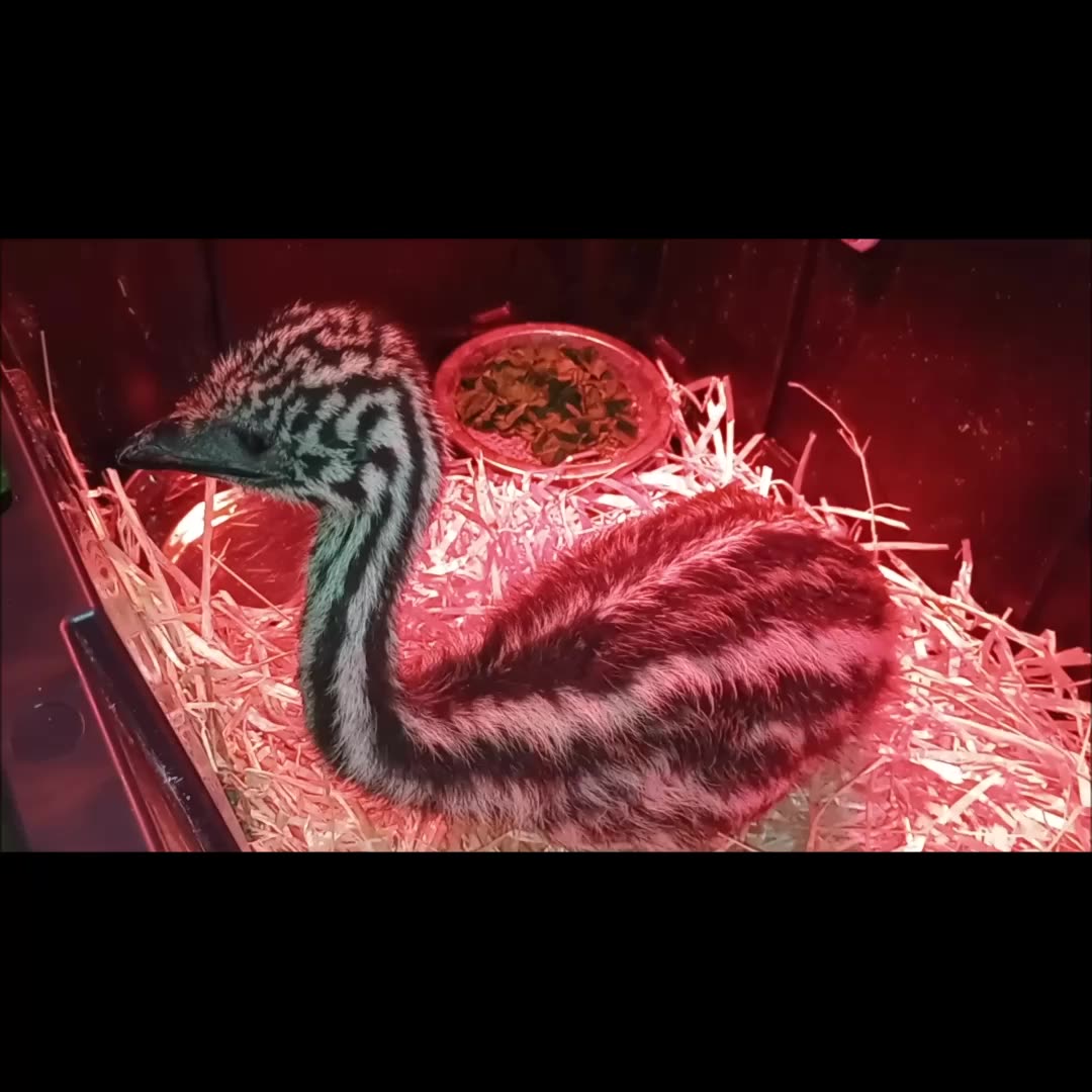 𝒜 𝐵𝒶𝒷𝓎 𝐸𝓂𝓊 𝒲𝒽𝑜 𝒩𝑒𝑒𝒹𝓈 𝐻𝑒𝓁𝓅 ❤