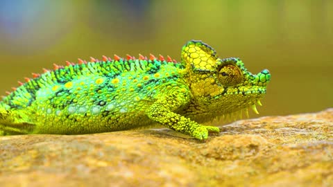 Beautiful Animals Collection in 4K VIDEO ULTRA HD 60FPS _ Wild Animals 4K(720P_60FPS)
