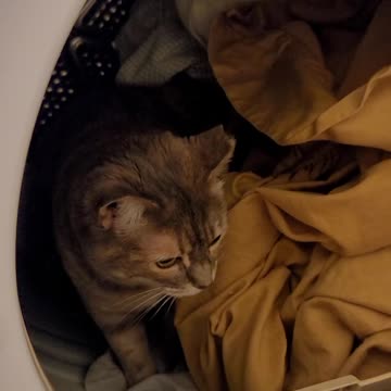 Keto Kitty is in the Dryer