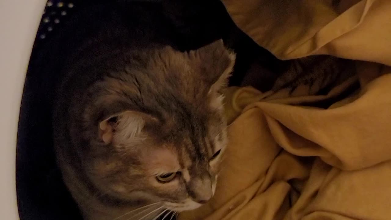 Keto Kitty is in the Dryer