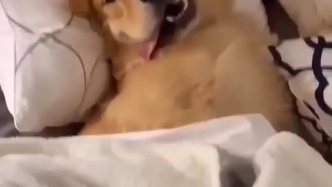 Dog funny vid