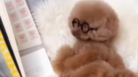 Funny dogs video