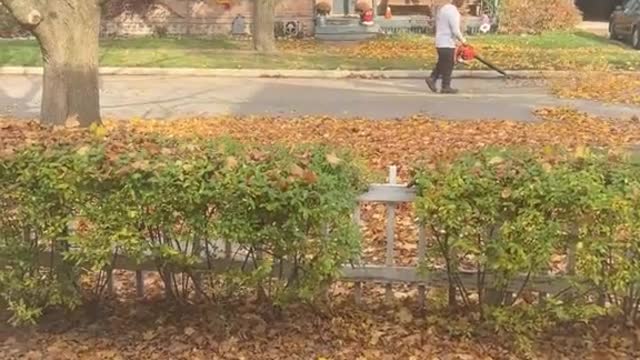 Woman Confronts Man Blowing Leaves into Her Yard