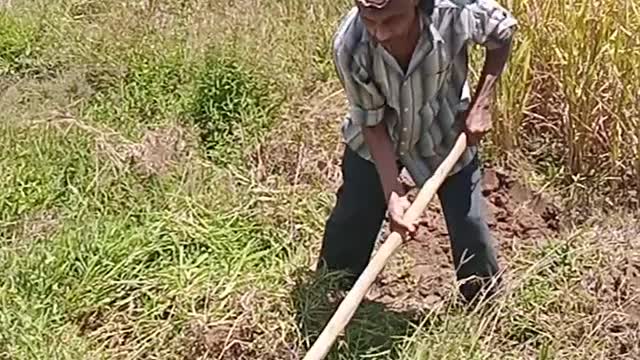 The ggreatest farmer in our village