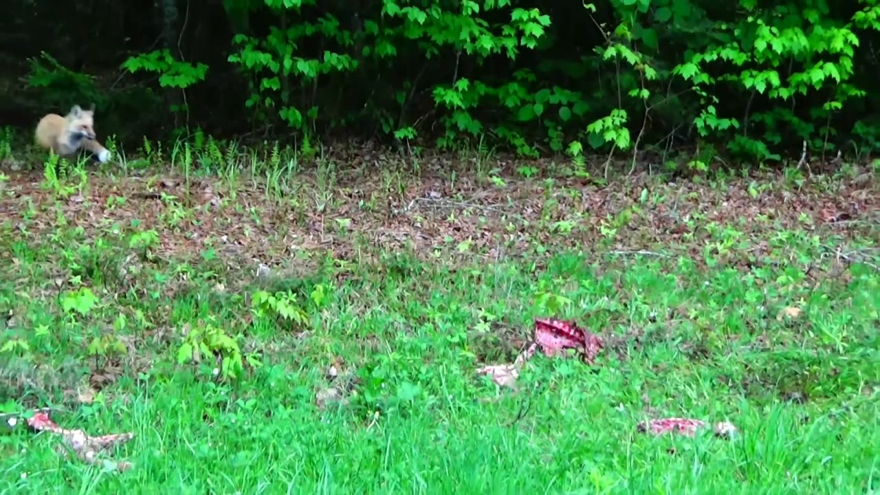 Red Fox finds roadkill ribs