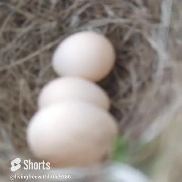 BIRD NEST WITH EGGS