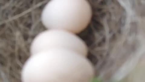 BIRD NEST WITH EGGS