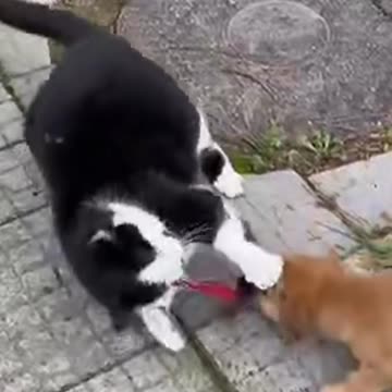 Enjoy this cute dog called Lord.