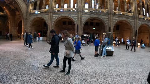 Fossils on the wall. Natural history Museum 8th Nov 2022