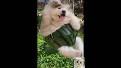 Cute Animals and Cute pets Funny Compilation #1