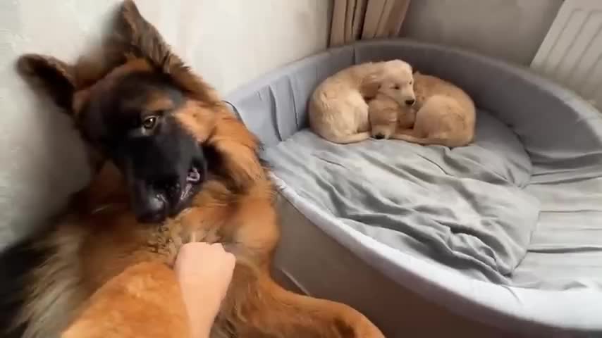 German shepherds treat golden retrievers like they are their own puppies