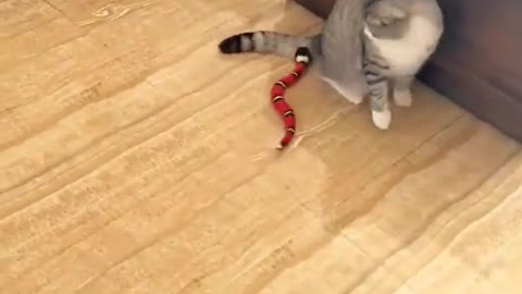 Catsexpressfearoffakesnakes.