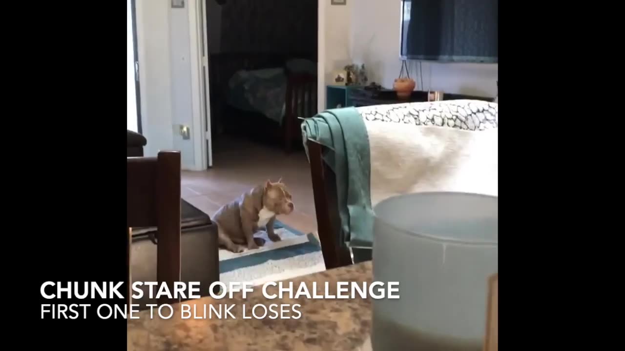 Dog Funny video