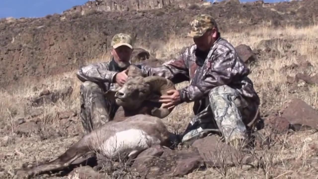 Huge California Bighorn!