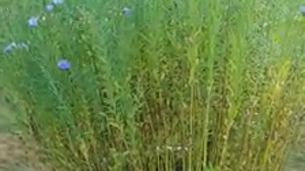 How to Grow Flax Seeds at Home