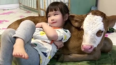 Little girl has adorable bond with a cow🥰