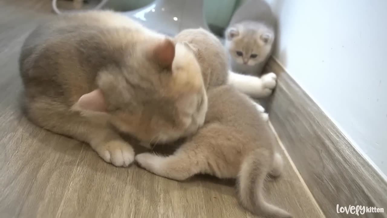 The way the mother cat loves her kitten is very strongly