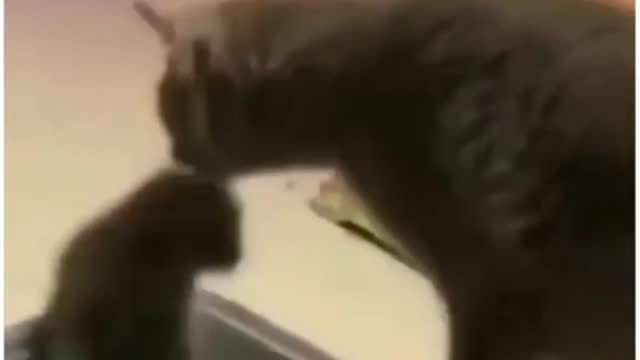 Cat and Dog Hilarious fight 😍