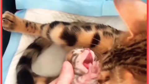 Cute Baby Cat and Mom - baby cat video