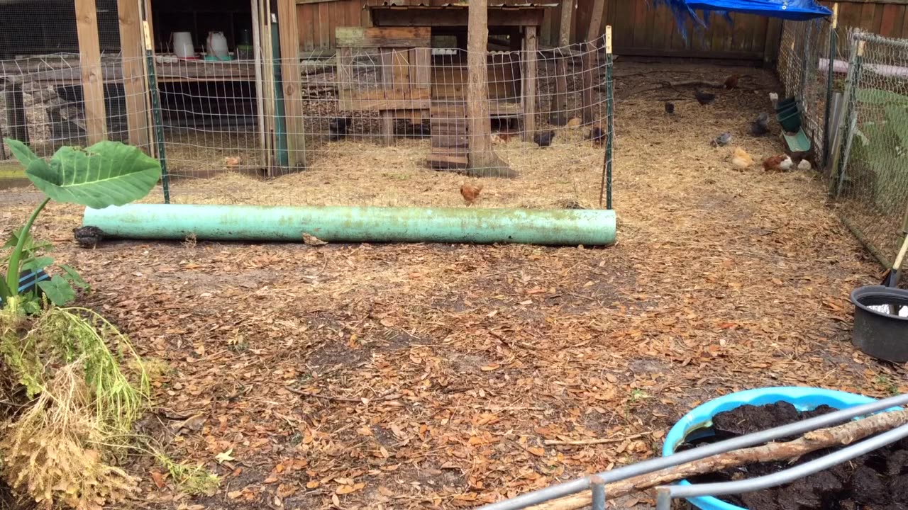 Just A Quiet Peeper Video