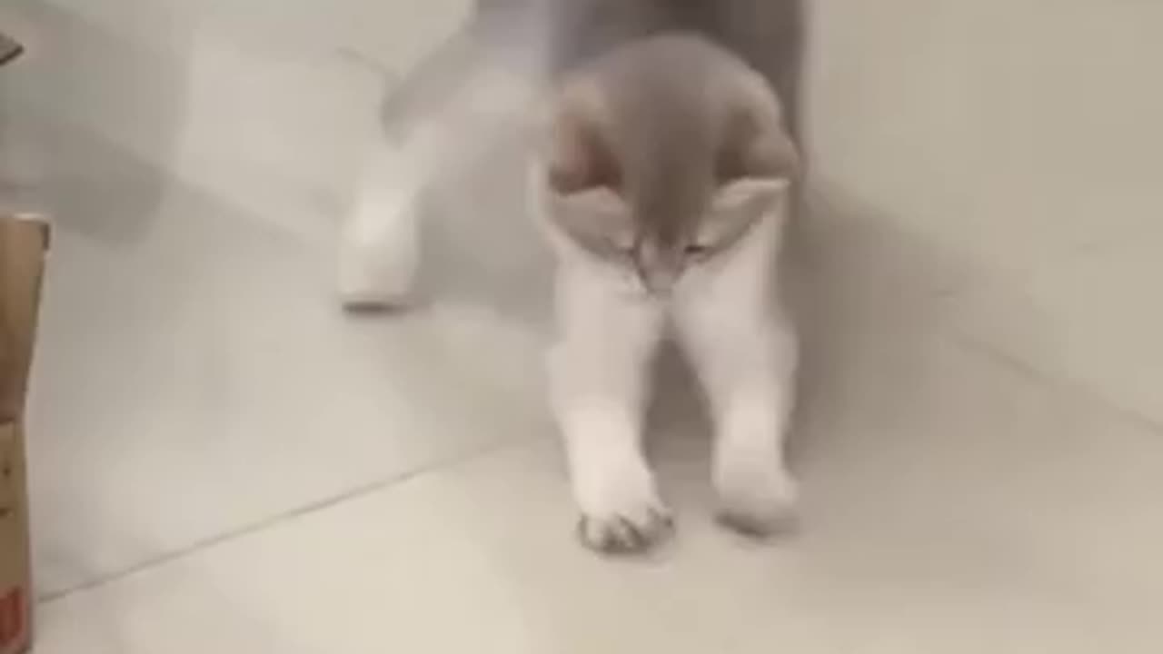 Funny cats video π
πππ so cute cats &ππ kittens π please follow me