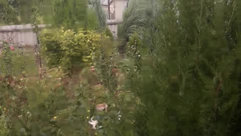 Rain outside the window