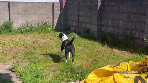 Dog Thinks Poster Is Real Person