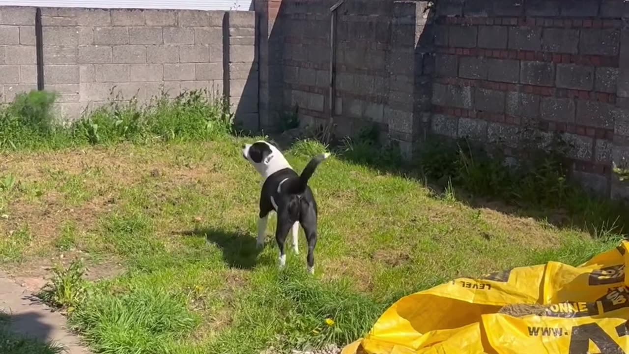 Dog Thinks Poster Is Real Person