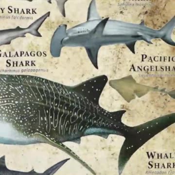 types of shark - pacific angel shark