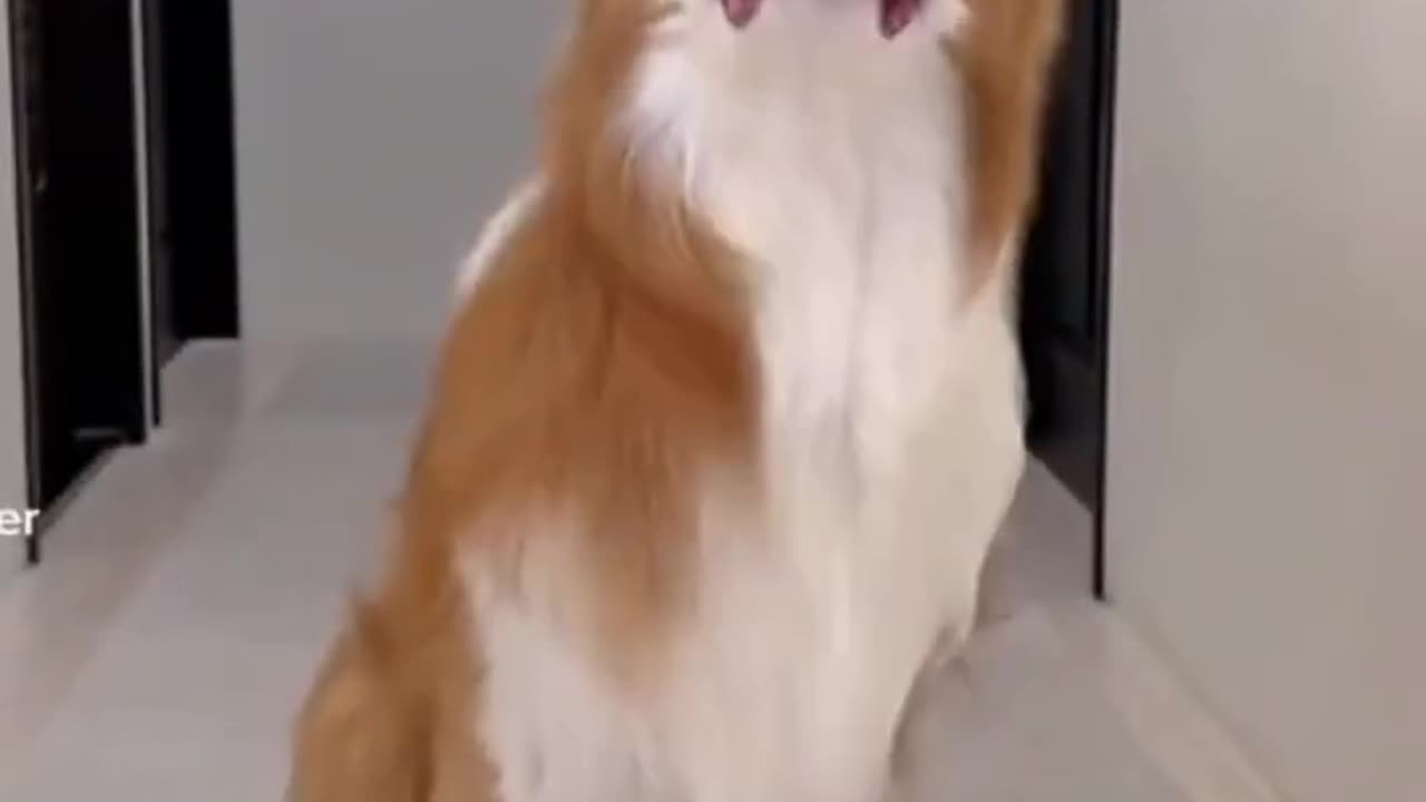 funny dog dancing