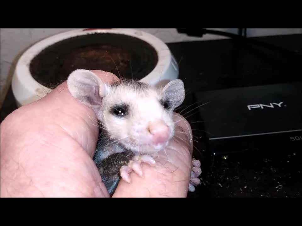 Cuteness Maximus, Feeding Baby Opossums ❤