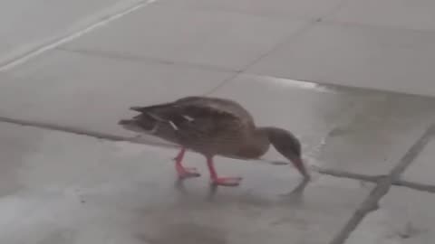 Duck Drink