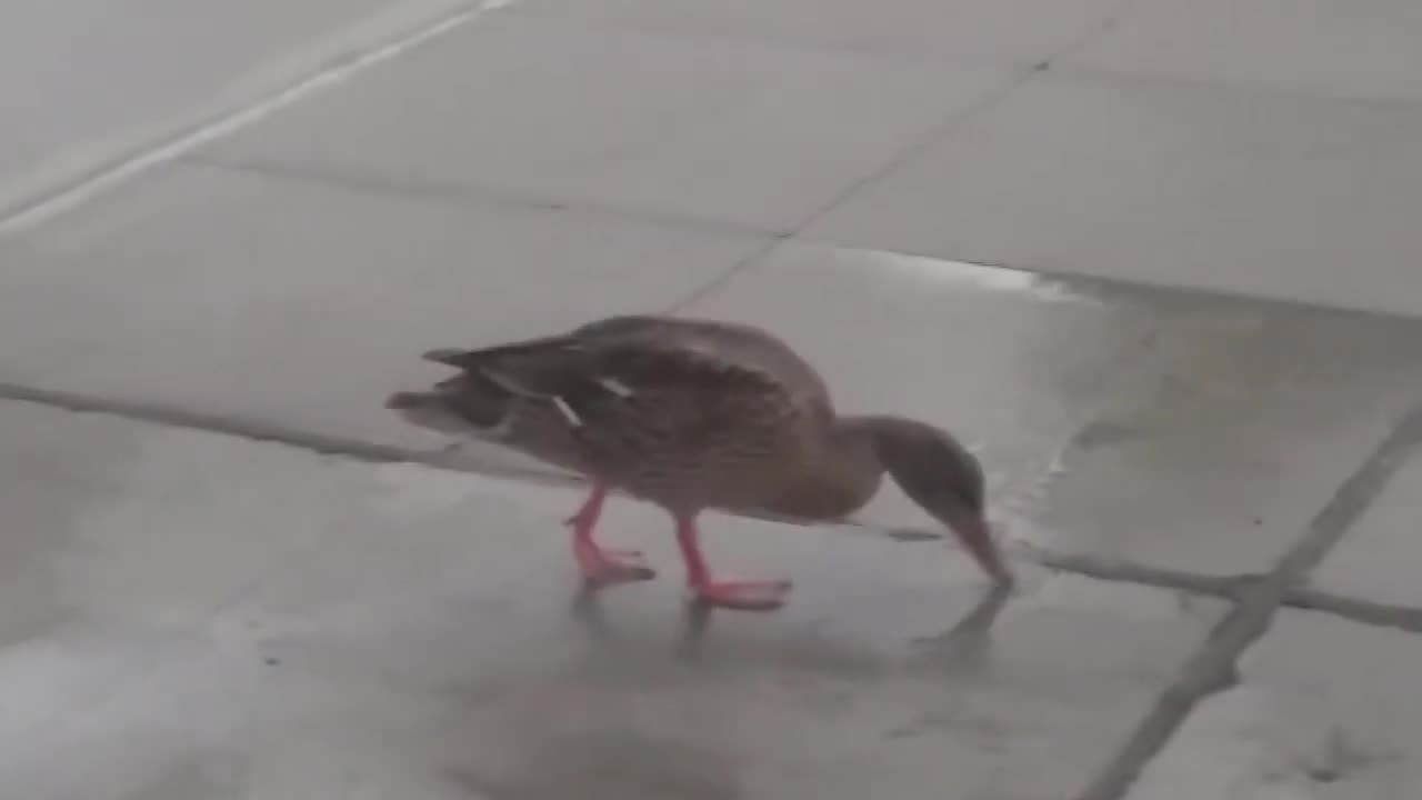 Duck Drink