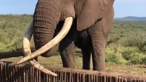 Bet he can't drink beer that fast! #shorts #wildlife #nature #Elephants #