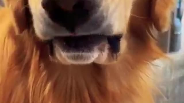 The golden retriever dental check!!!cute smart and brave ! !#shorts #funnyvideo #doglover ❤️🐾