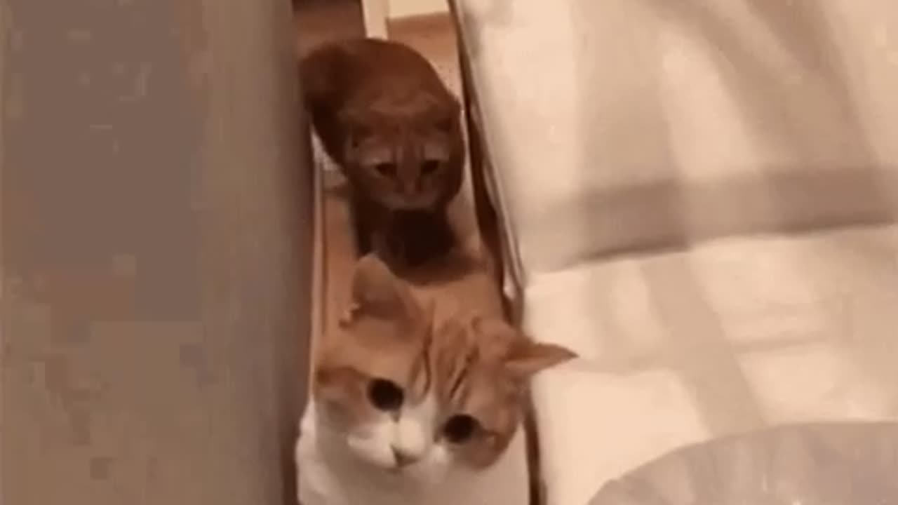 Cute Cat Gif