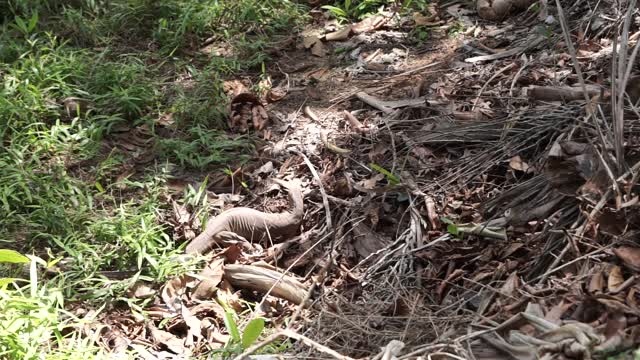 Monitor lizard digging out and eating an huge scorpion