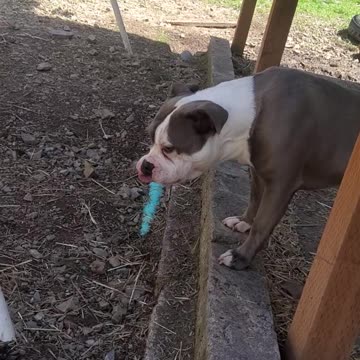 Meet the stud; Stoic the vast