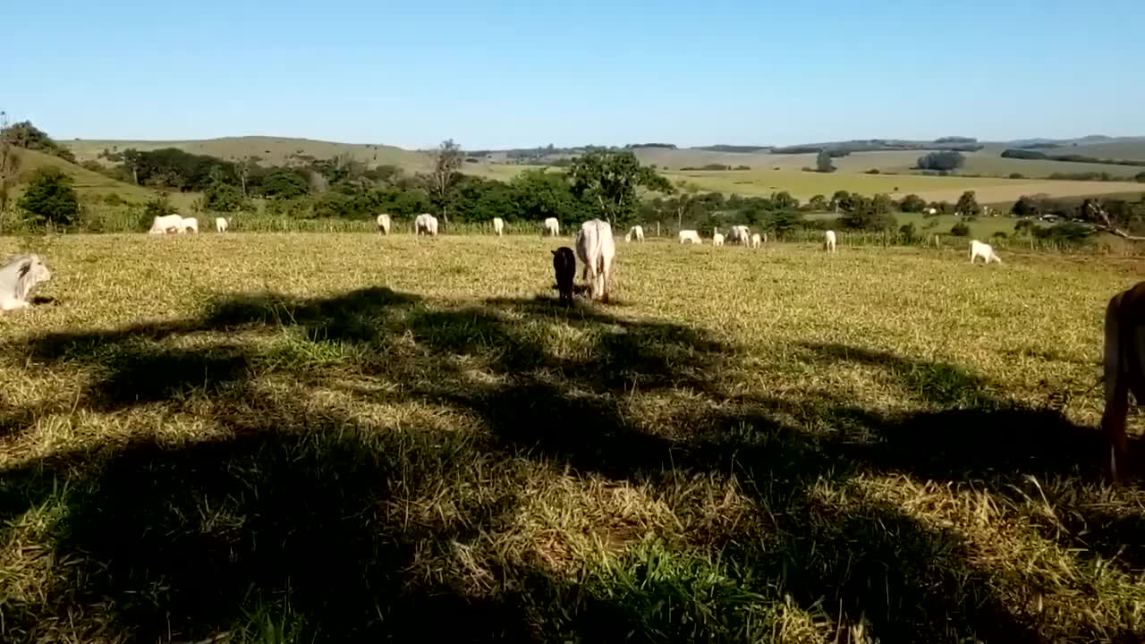 Vaca com boa habilidade materna!