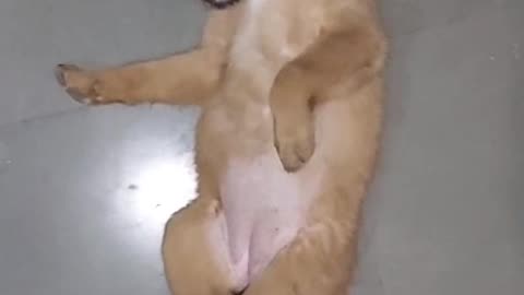Playing Cat