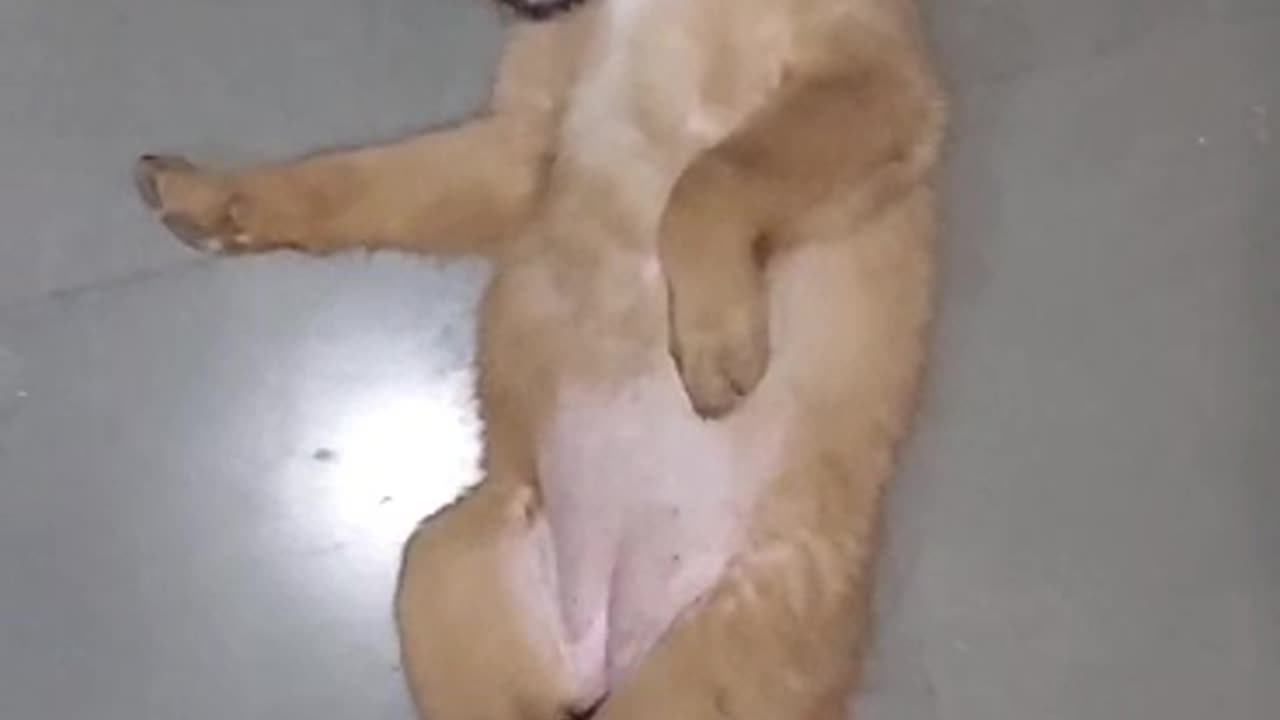 Playing Cat