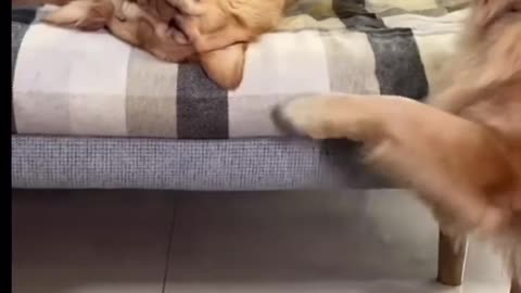 Dog Comedy Video | Most Funny Viral Videos in the World | Top funniest Videos